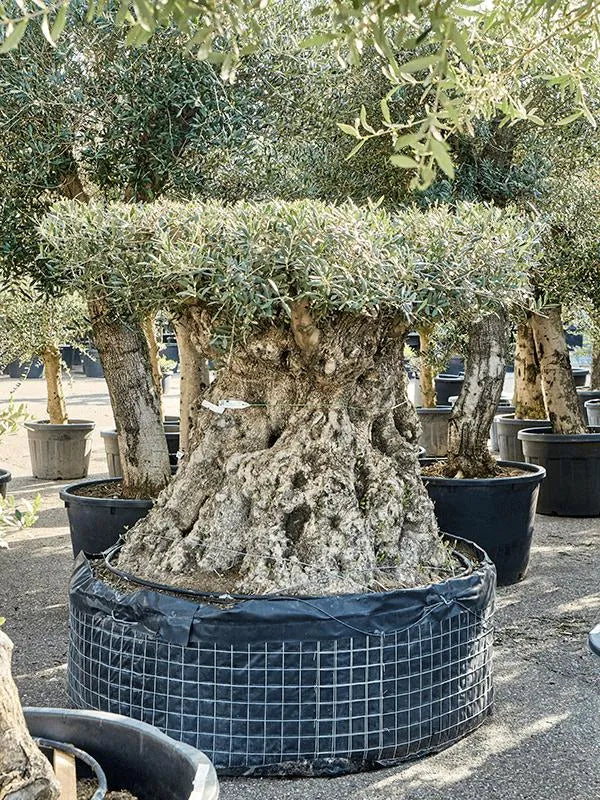 Olea Europaea 150cm Pot 175cm Height Outdoor Tree