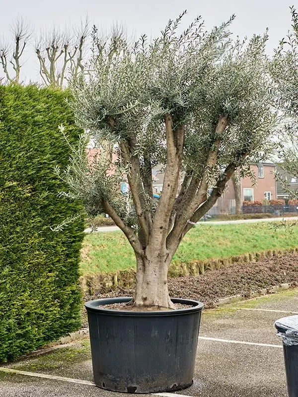 Olea europaea (250-300) 100cm Pot 270cm Height Outdoor Tree