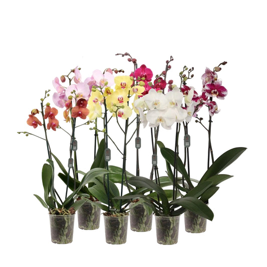 Buy 2 Orchid Phalaenopsis Twin Stem Mixed Colours 12cm Pot