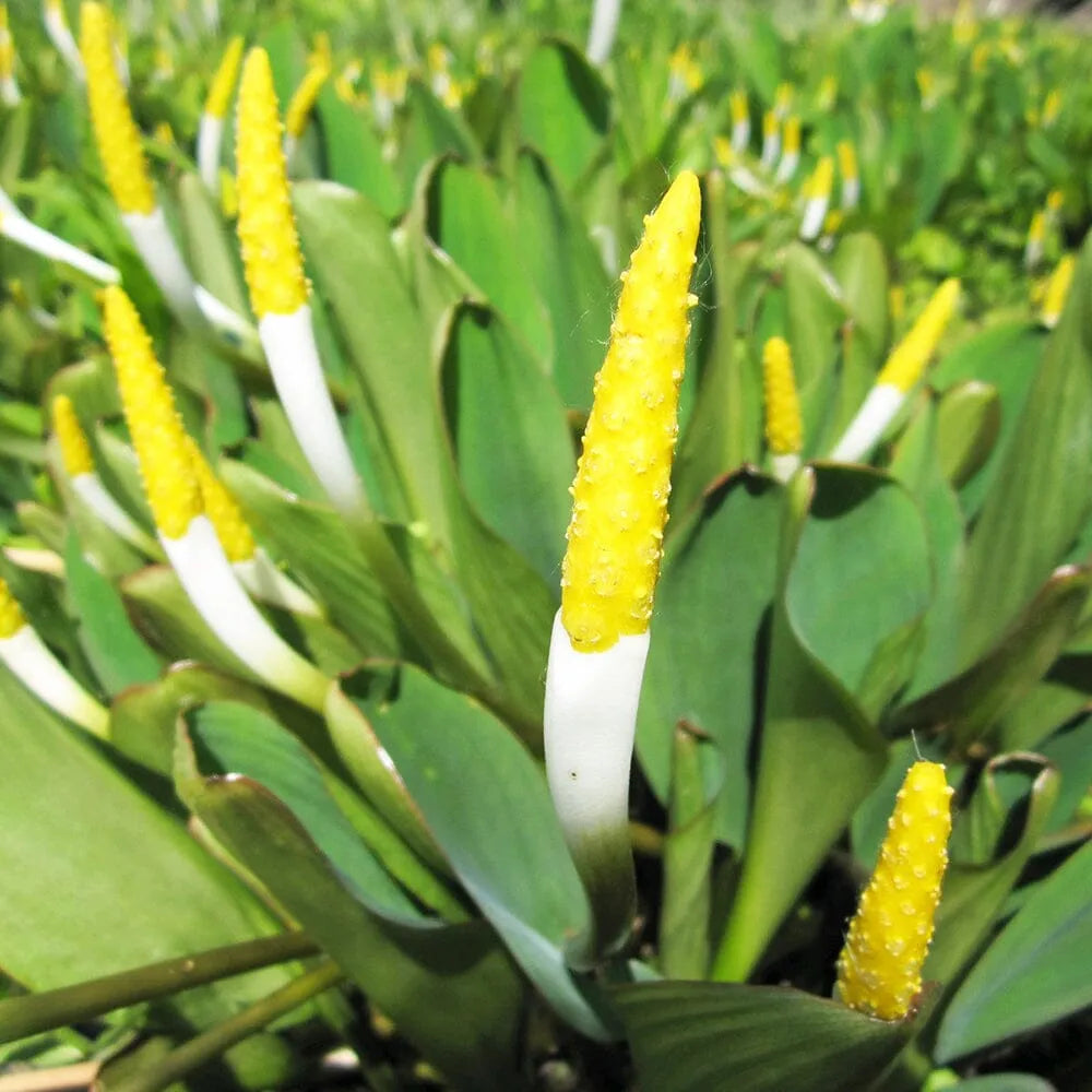 Orontium Aquaticum Aquatic Pond Plant - Golden Club