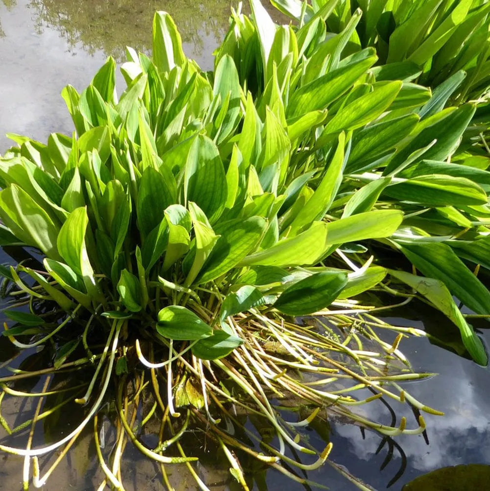 Orontium Aquaticum Aquatic Pond Plant - Golden Club