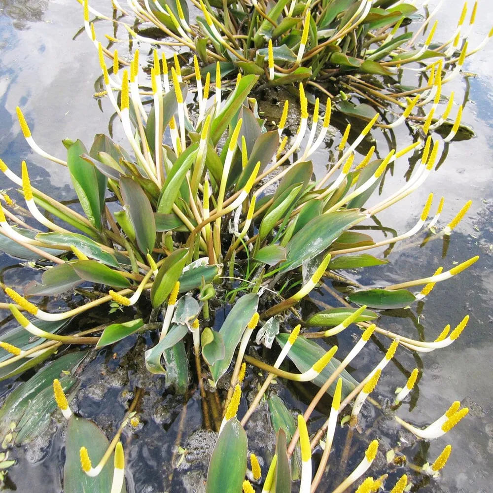 Orontium Aquaticum Aquatic Pond Plant - Golden Club