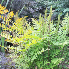 Osmunda Regalis Aquatic Pond Plant - Royal Fern
