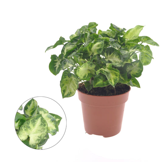 25 - 35 Syngonium Pixie Arrowhead House Plant 12cm Pot