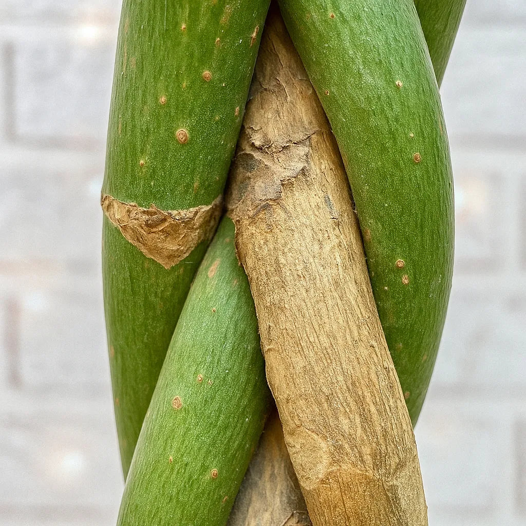 Pachira Aquatica Money Tree House Plant