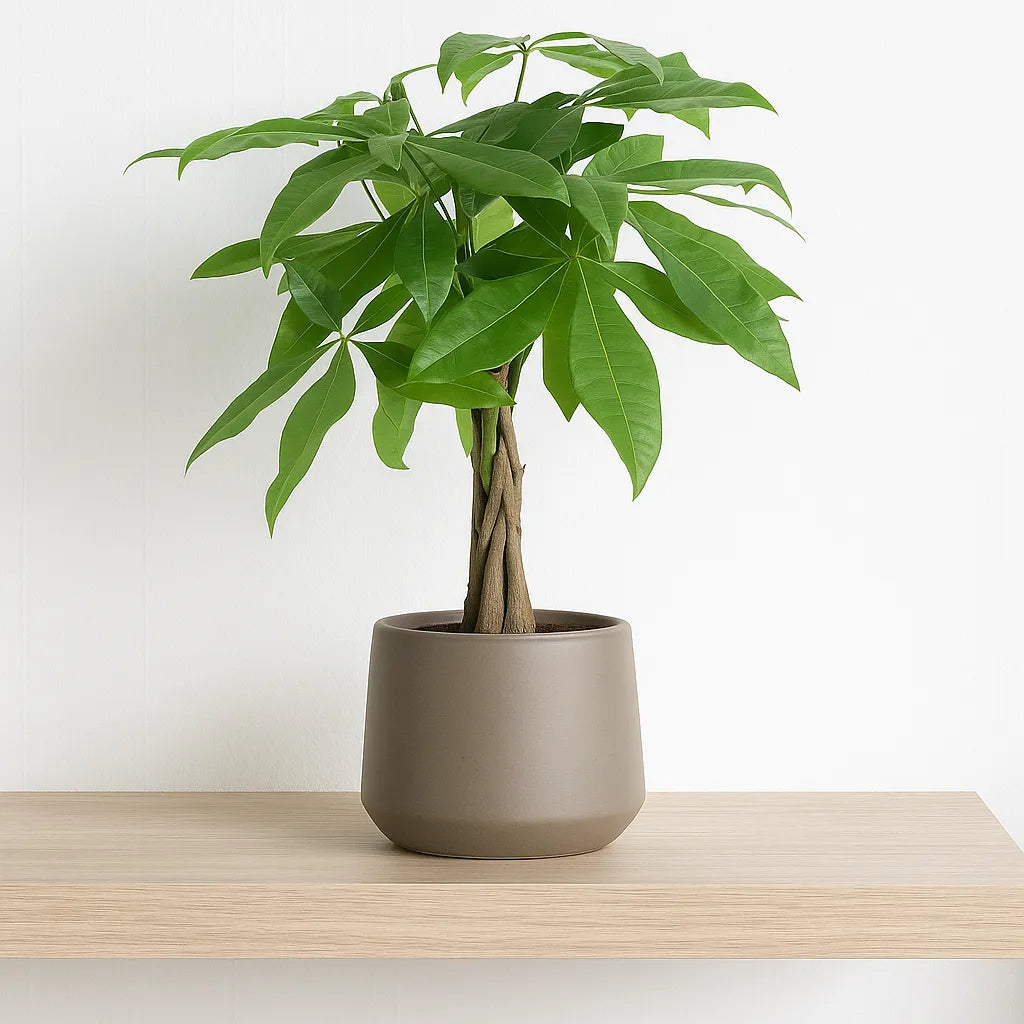 money tree plant uk Pachira Aquatica Money Tree House Plant – Plants For All Seasons