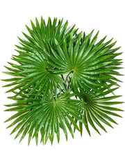 Palm Artificial Plant Premium Faux 35cm Height