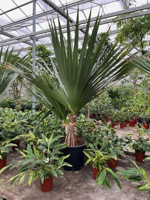 340 - 360cm XXL Pandanus utilis 70cm Pot House Plant