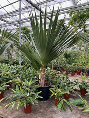 340 - 360cm XXL Pandanus utilis 70cm Pot House Plant