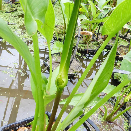 Peltandra Undulata Aquatic Pond Plant - Wavy Arrow Arum