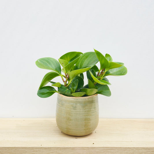 20 - 30cm Peperomia Obtusifolia Green 12cm Pot House Plant