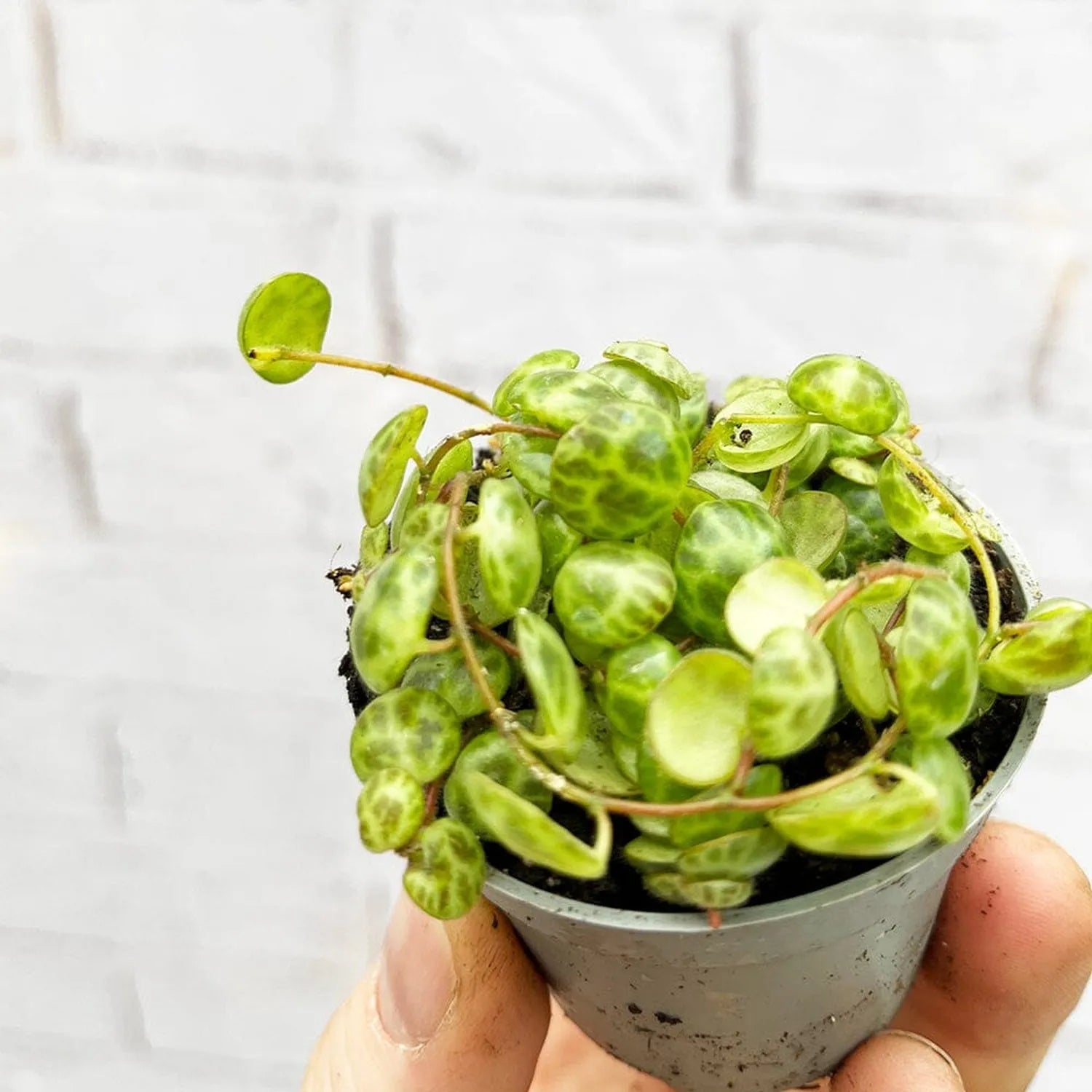 Peperomia Prostrata Radiator House Plant 6cm Pot