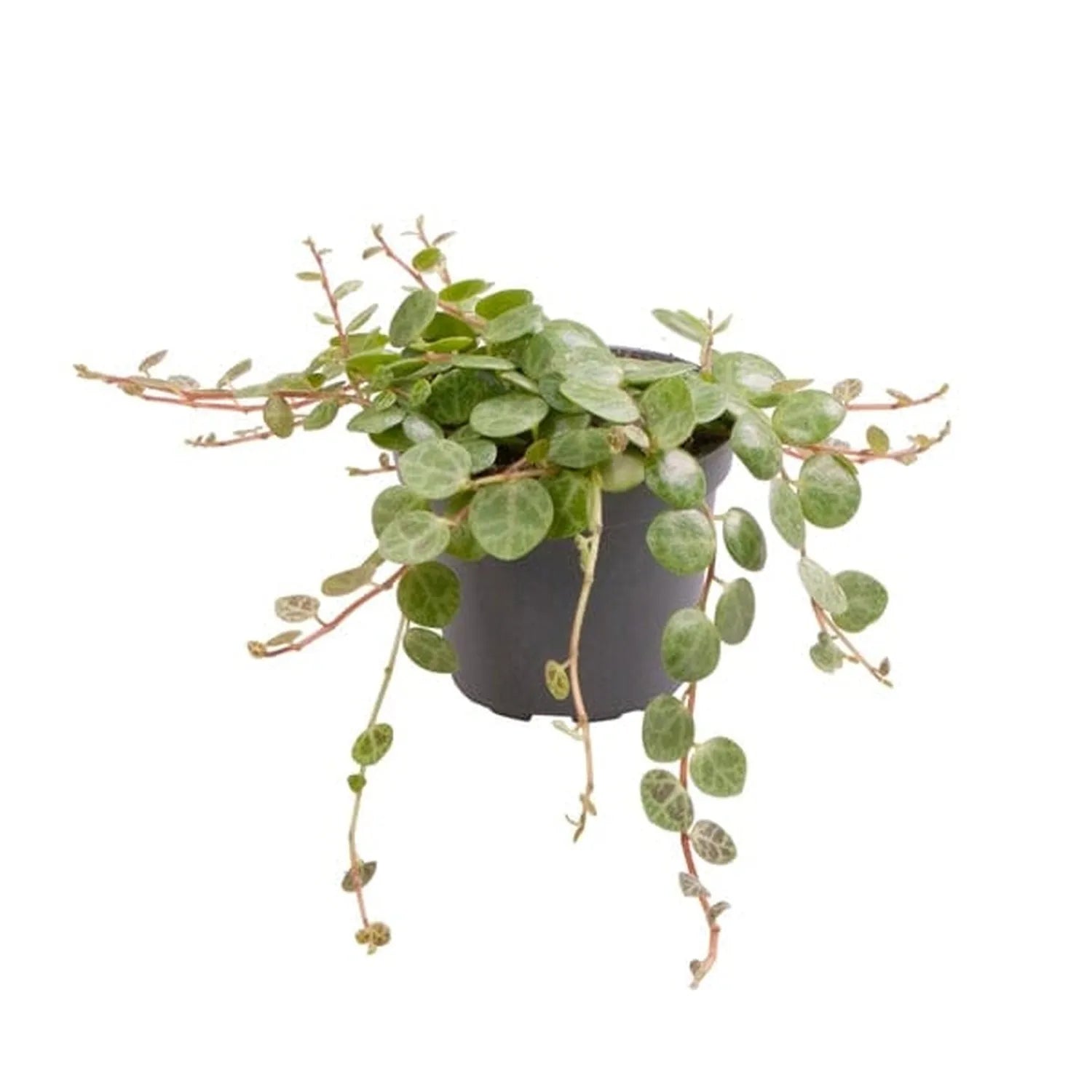 Peperomia Prostrata Radiator House Plant 6cm Pot