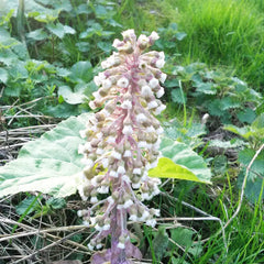 Petasites Hybridus Aquatic Pond Plant - Butterbur
