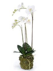 Phalaenopsis Artificial Plant Premium Faux 70cm Height