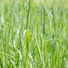 Phalaris Arundinacea Aquatic Pond Plant - Reed Canary Grass