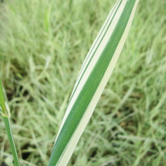 Phalaris Arundinacea Var Picta Aquatic Pond Plant - Ribbon Grass