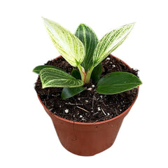 10 - 15cm Philodendron Birkin Galaxy House Plant 10,5 cm Pot