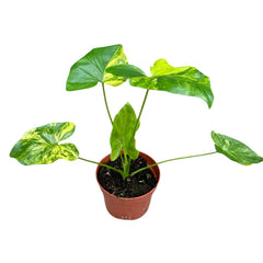 15 - 20cm Variegated Thaumatophyllum House Plant 10.5cm Pot