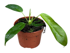 10 - 15cm Philodendron Patriciae House Plant 10,5 cm Pot