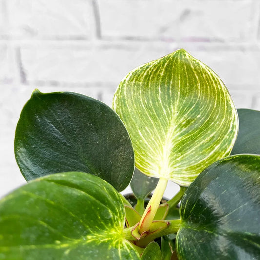 Philodendron Birkin House Plant 6cm Plug