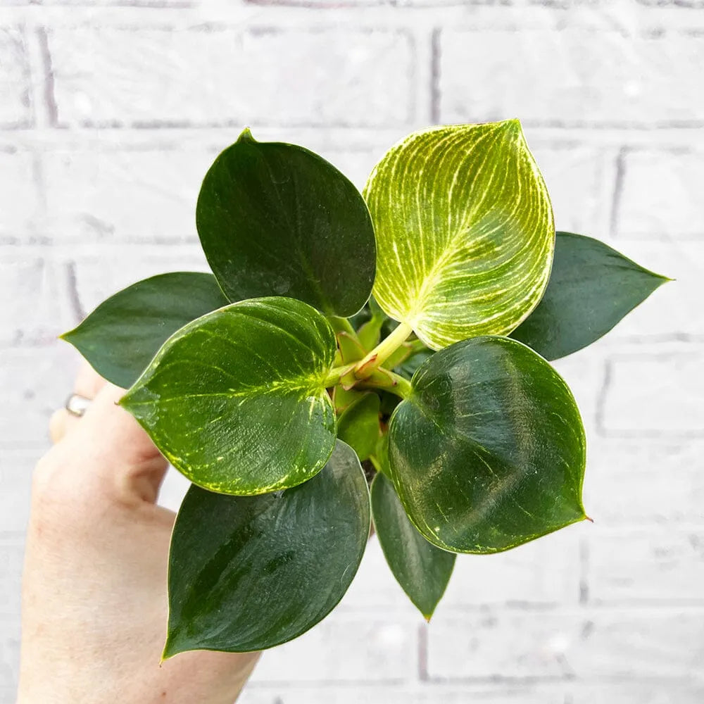 Philodendron Birkin House Plant 6cm Plug