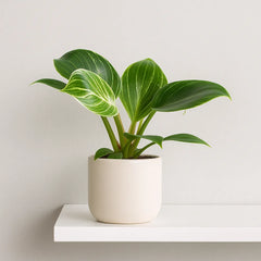 Philodendron Birkin House Plant 6cm Plug