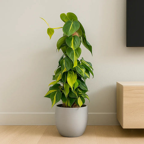 philodendron brasil climbing Philodendron Brazil on Mosspole Scandens Pothos House Plant – Plants For All Seasons
