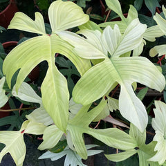 Philodendron Florida Ghost House Plant