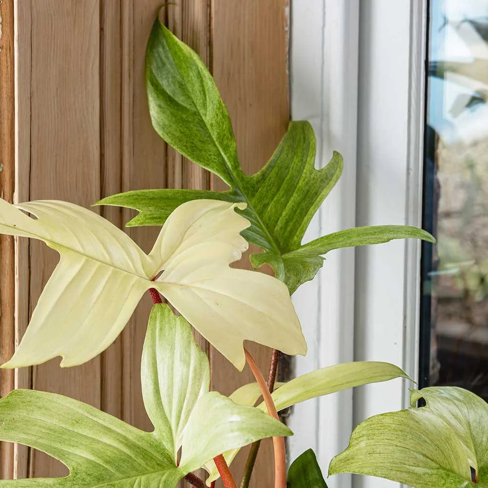 Philodendron Florida Ghost House Plant
