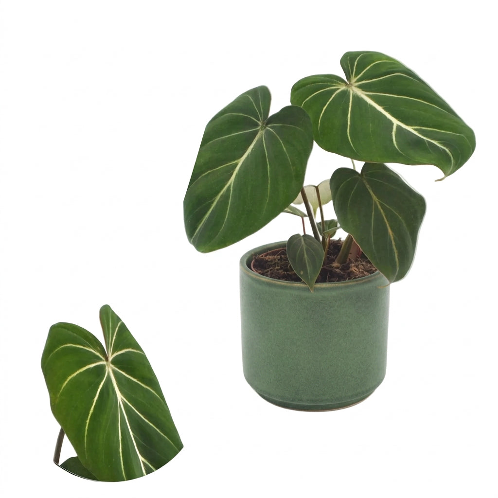 25 - 40cm Philodendron Gloriosum House Plant 12cm Pot