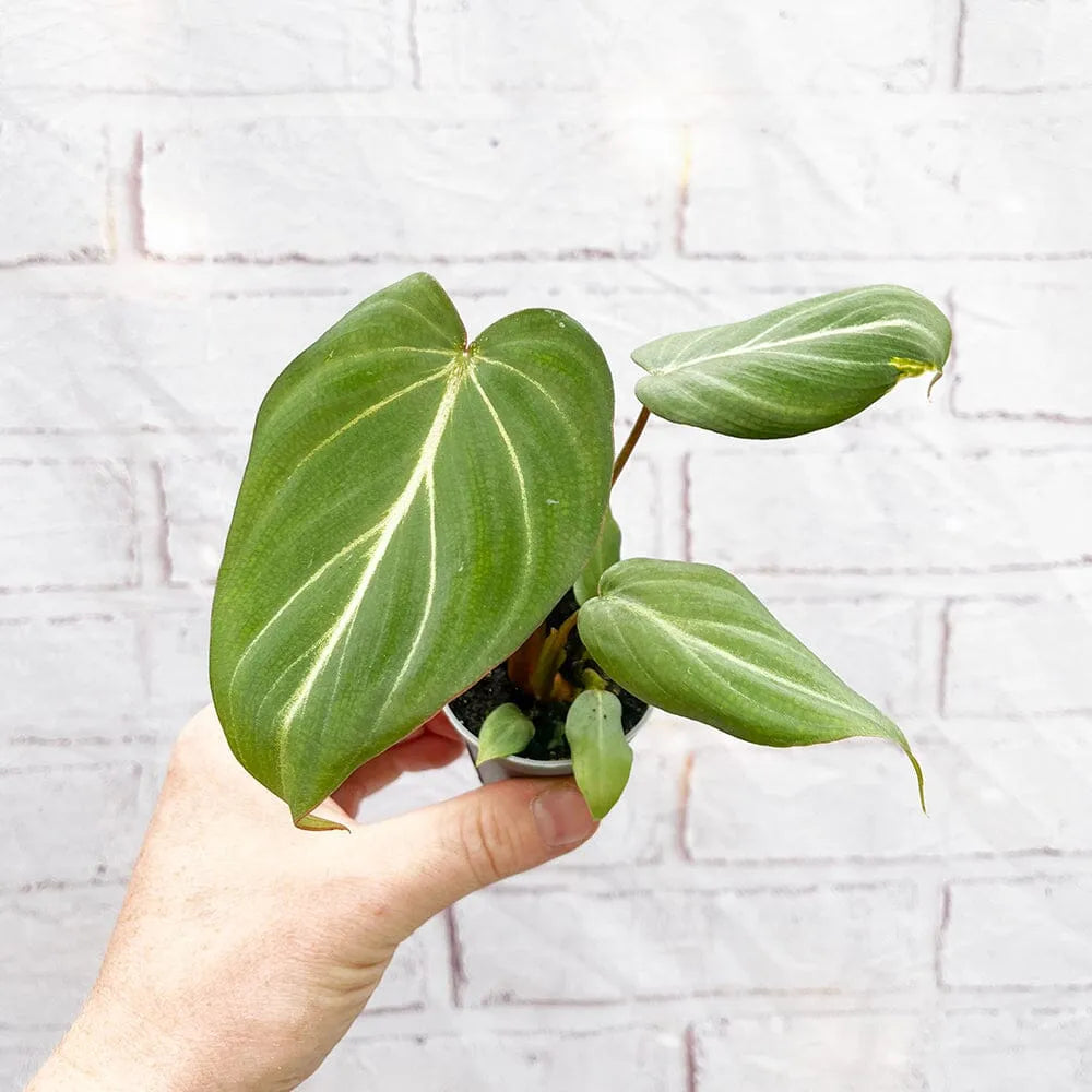 Philodendron Gloriosum House Plant 6cm Pot
