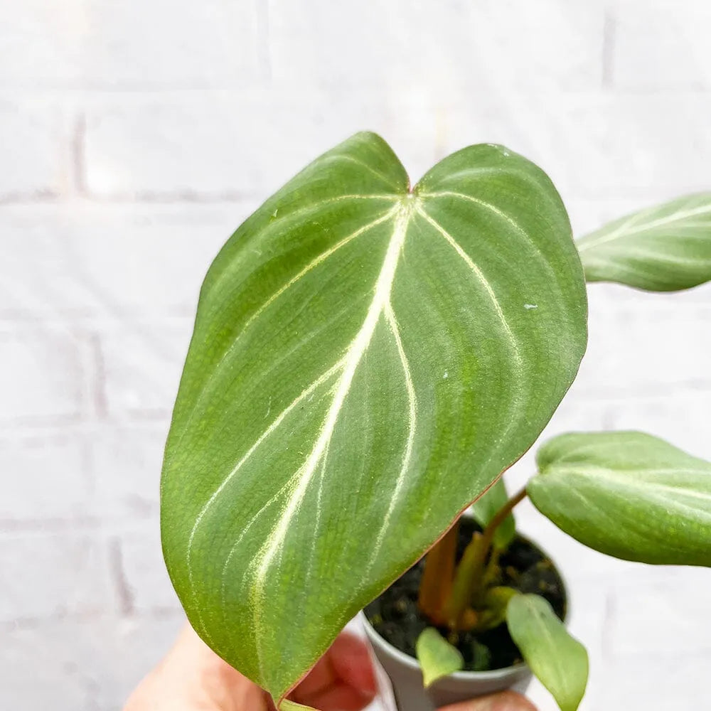 Philodendron Gloriosum House Plant 6cm Pot