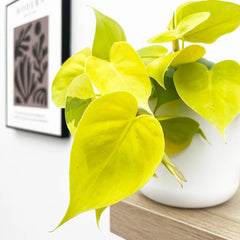 Philodendron Lemon Micans Pothos House Plant