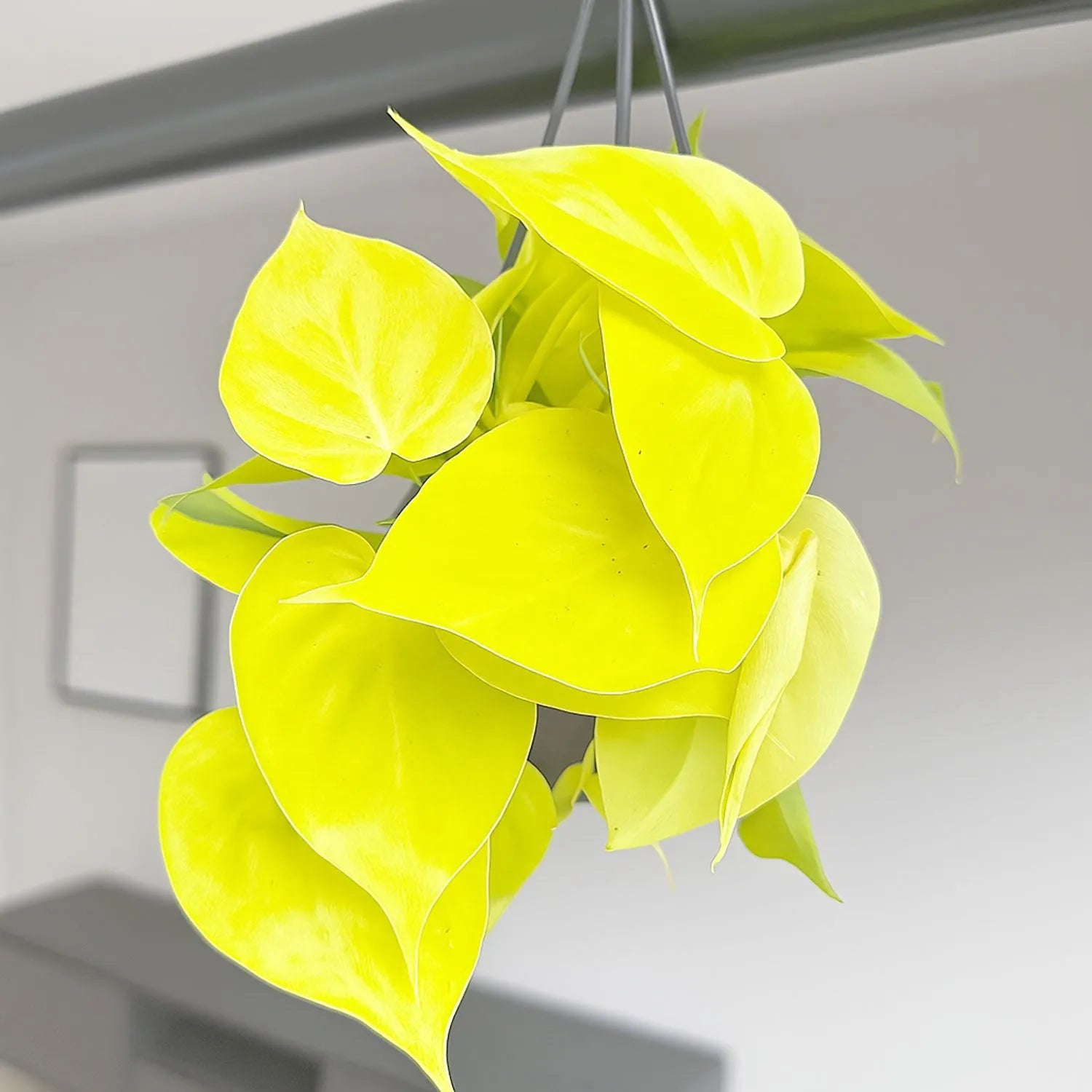 Philodendron Lemon Micans Pothos House Plant