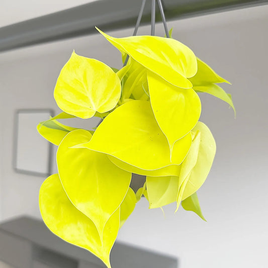 Philodendron Lemon Micans Pothos House Plant
