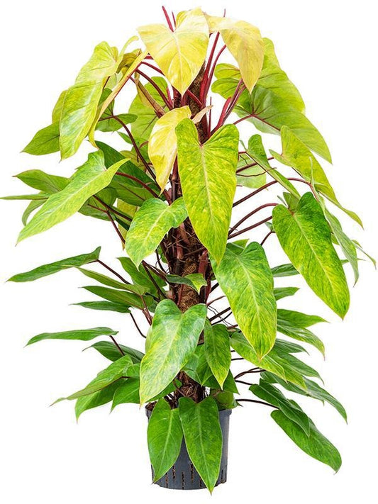120 - 140cm Philodendron Painted Lady on Mosspole 24cm Pot House Plant
