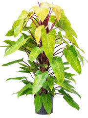 120 - 140cm Philodendron Painted Lady on Mosspole 24cm Pot House Plant