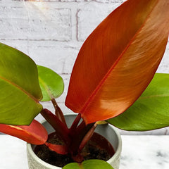 Philodendron Prince of Orange House Plant