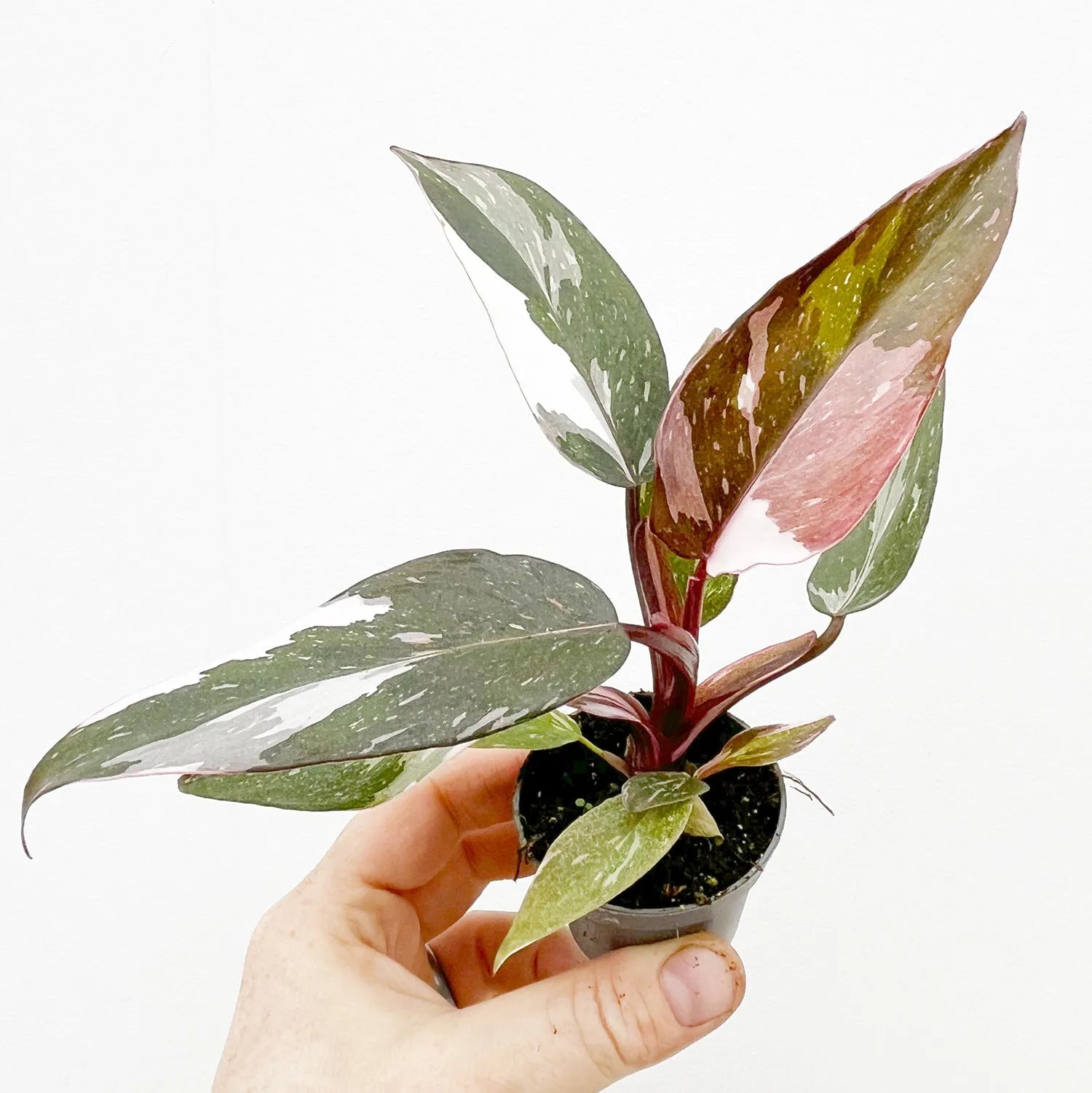 Philodendron Red Anderson House Plant 6cm Pot