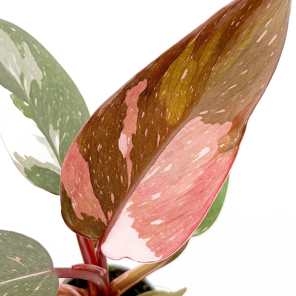 Philodendron Red Anderson House Plant 6cm Pot