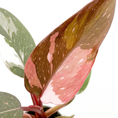 Philodendron Red Anderson House Plant 6cm Pot