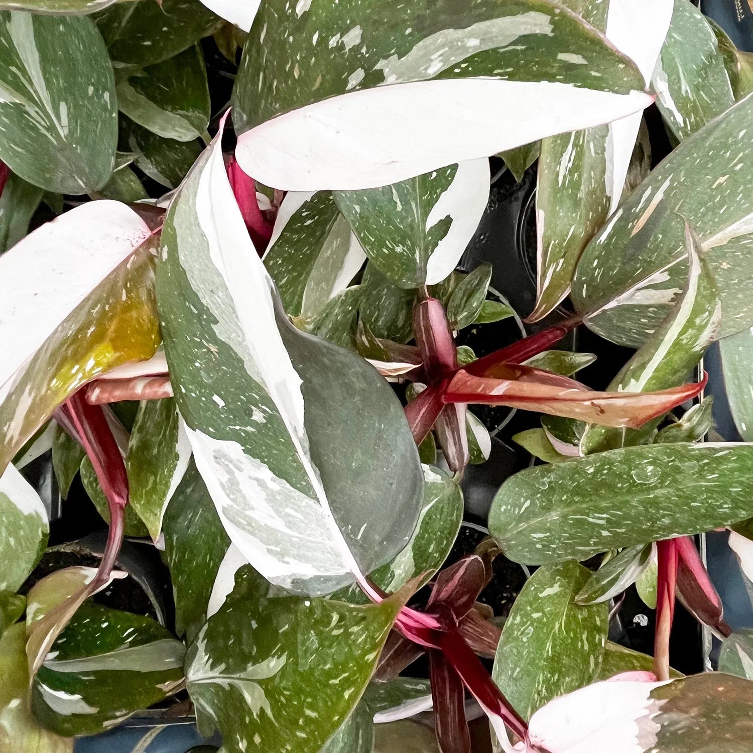 Philodendron Red Anderson House Plant 6cm Pot