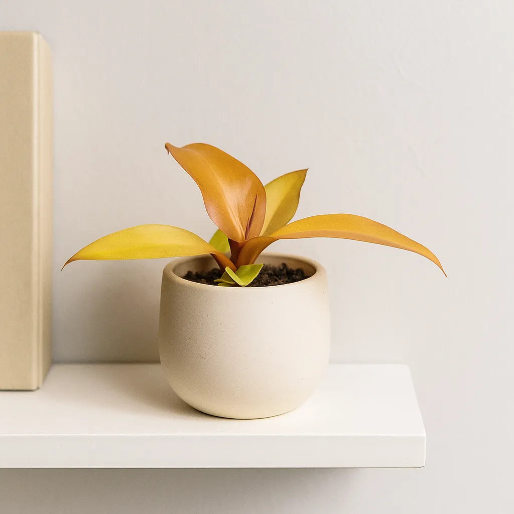 Philodendron Red Sun House Plant 6cm Pot