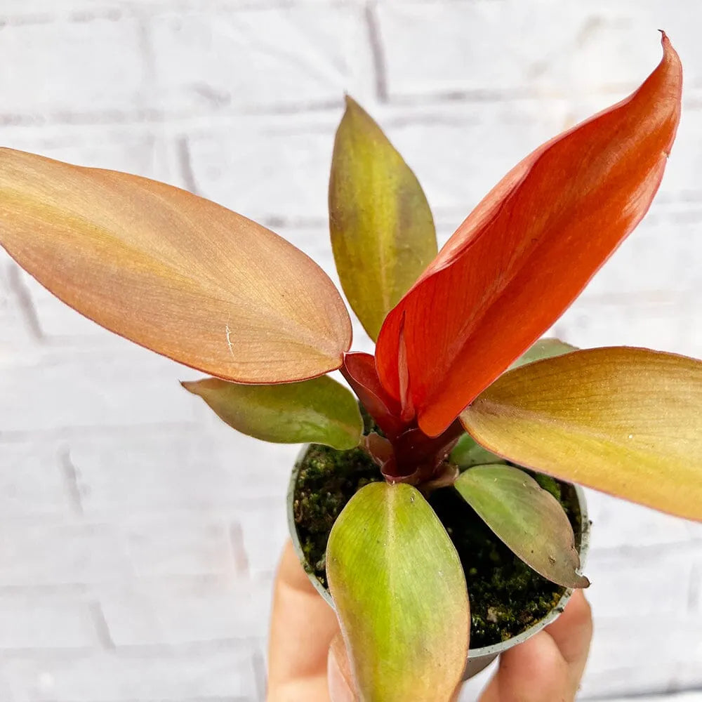 Philodendron Red Sun House Plant 6cm Pot