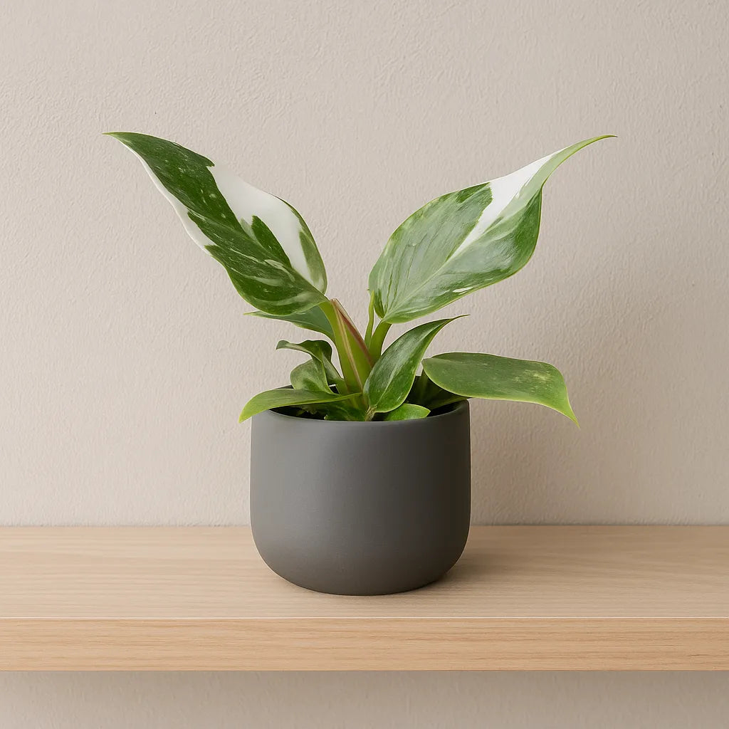 Philodendron White Princess House Plant 6cm Pot