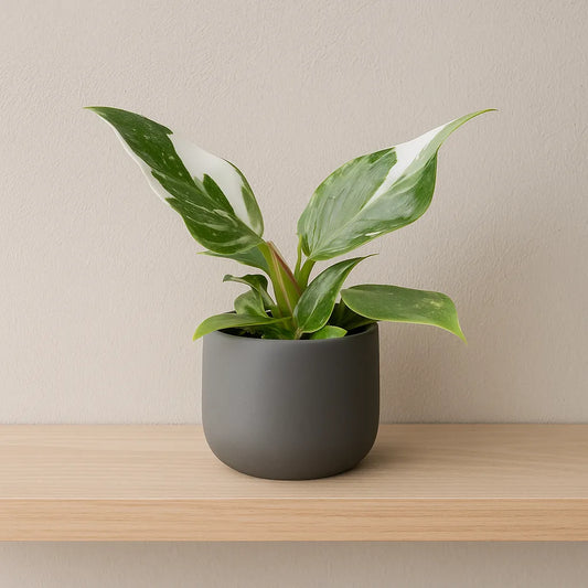 Philodendron White Princess House Plant 6cm Pot