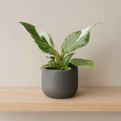 Philodendron White Princess House Plant 6cm Pot