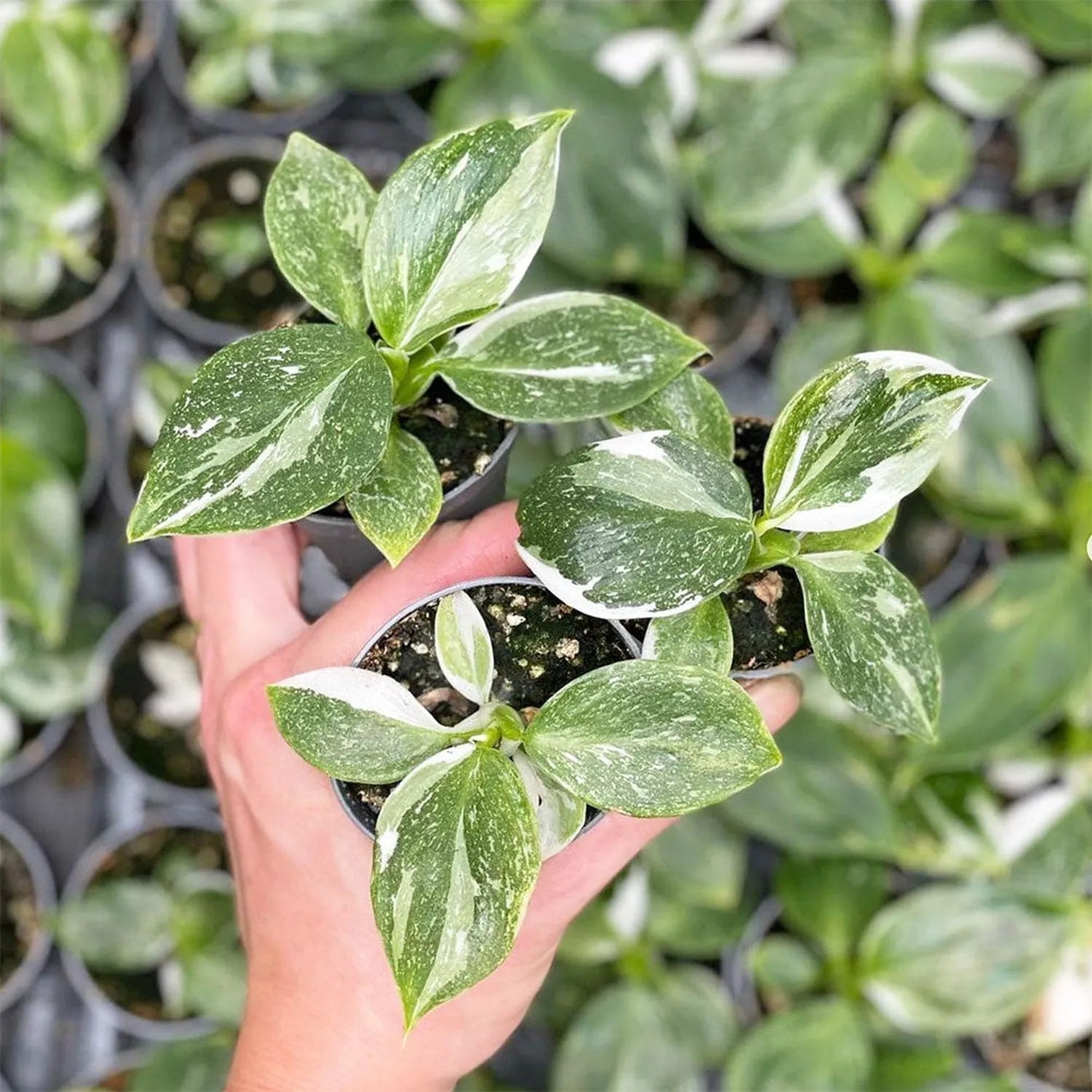 Philodendron White Wizard House Plant 6cm Pot