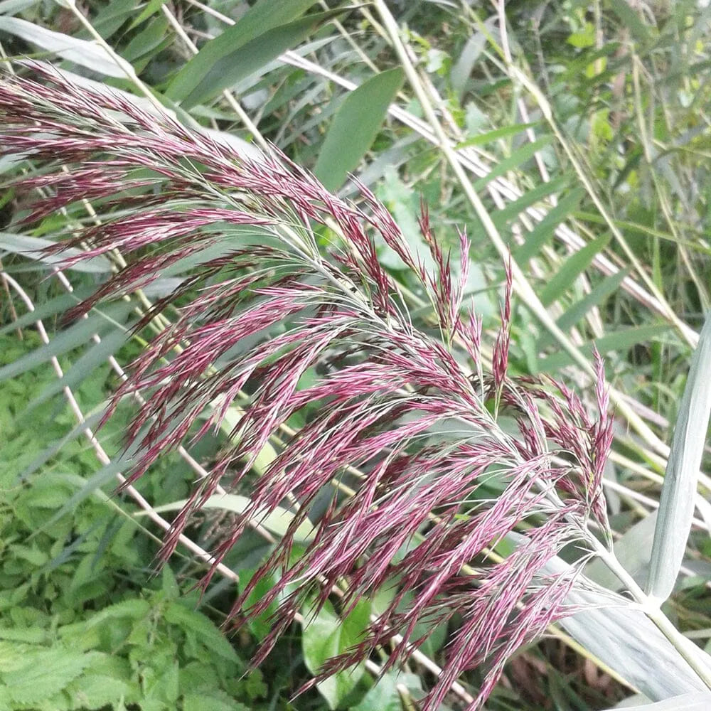 Types Of Reeds Phragmites Australis Aquatic Pond Plant - Common Reed – Plants For All ...